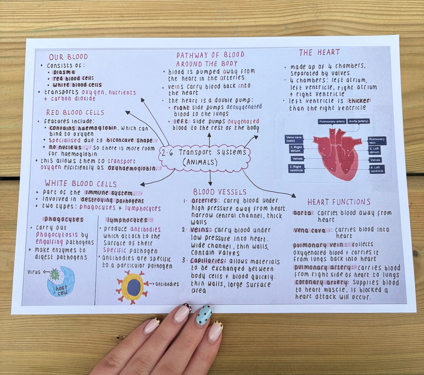 Biology National 5 Mind Maps