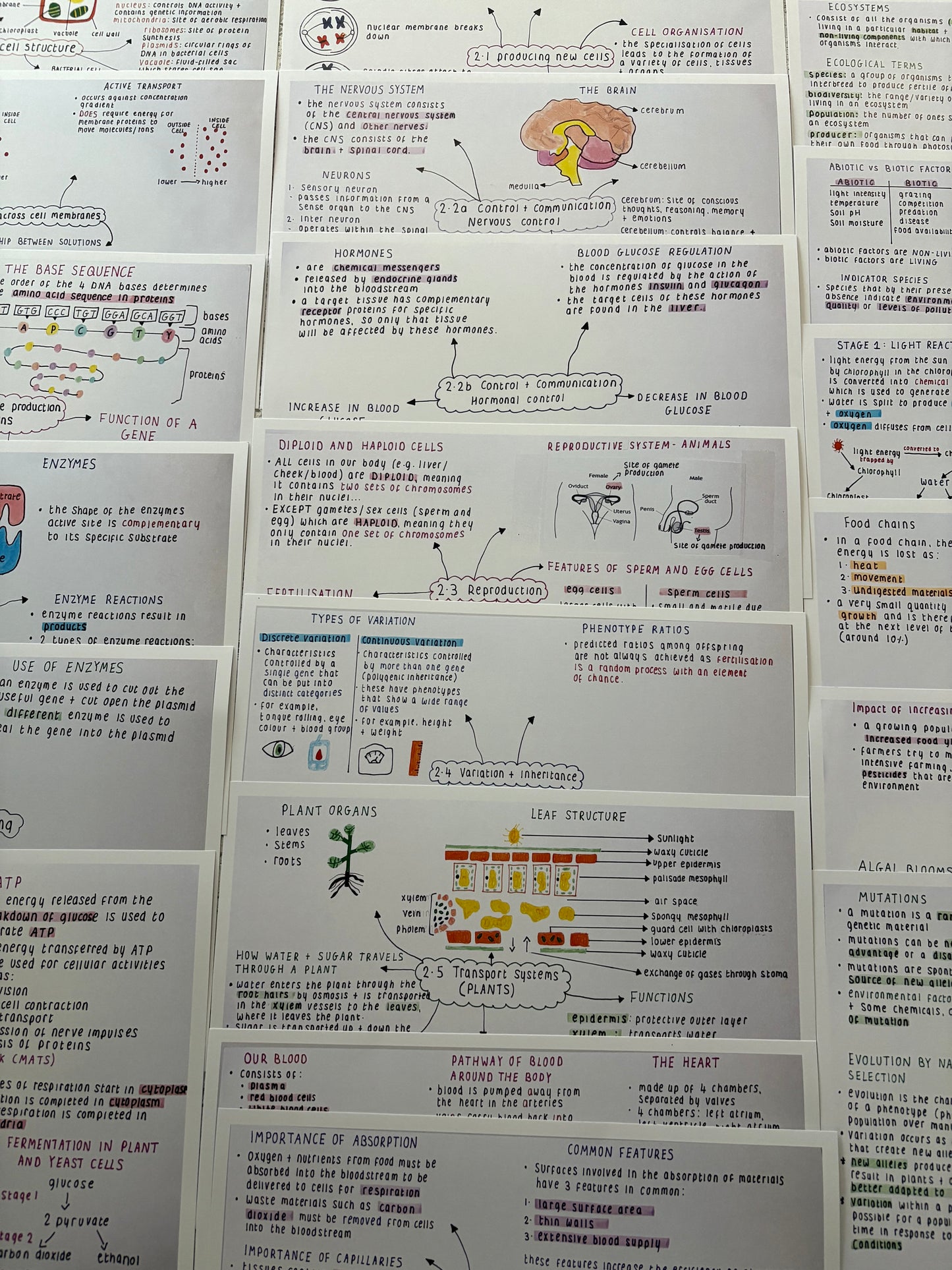 National 5 Biology Mind Maps